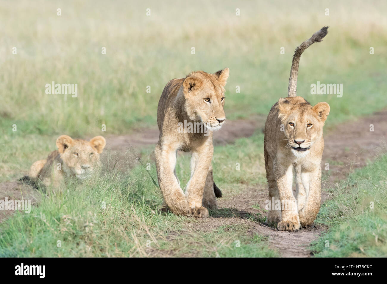 Young lions (Panthera leo) playing together, Maasai Mara national ...