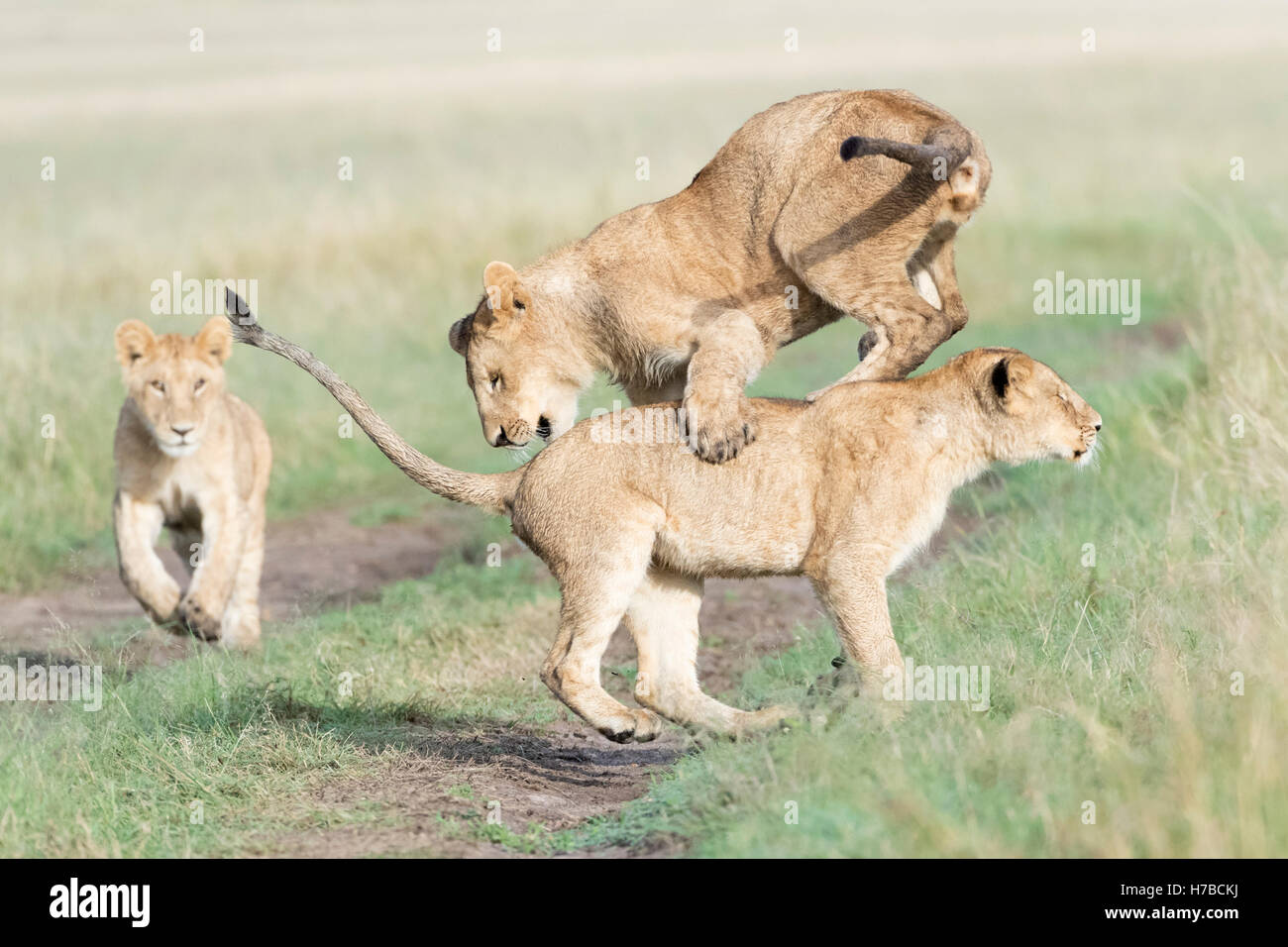Young lions (Panthera leo) playing together, Maasai Mara national reserve, Kenya Stock Photo