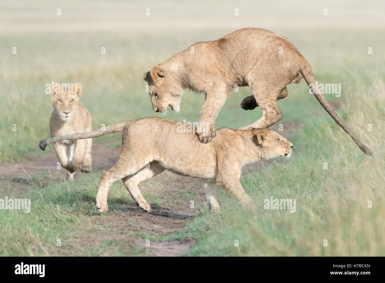 Young lions (Panthera leo) playing together, Maasai Mara national reserve, Kenya Stock Photo