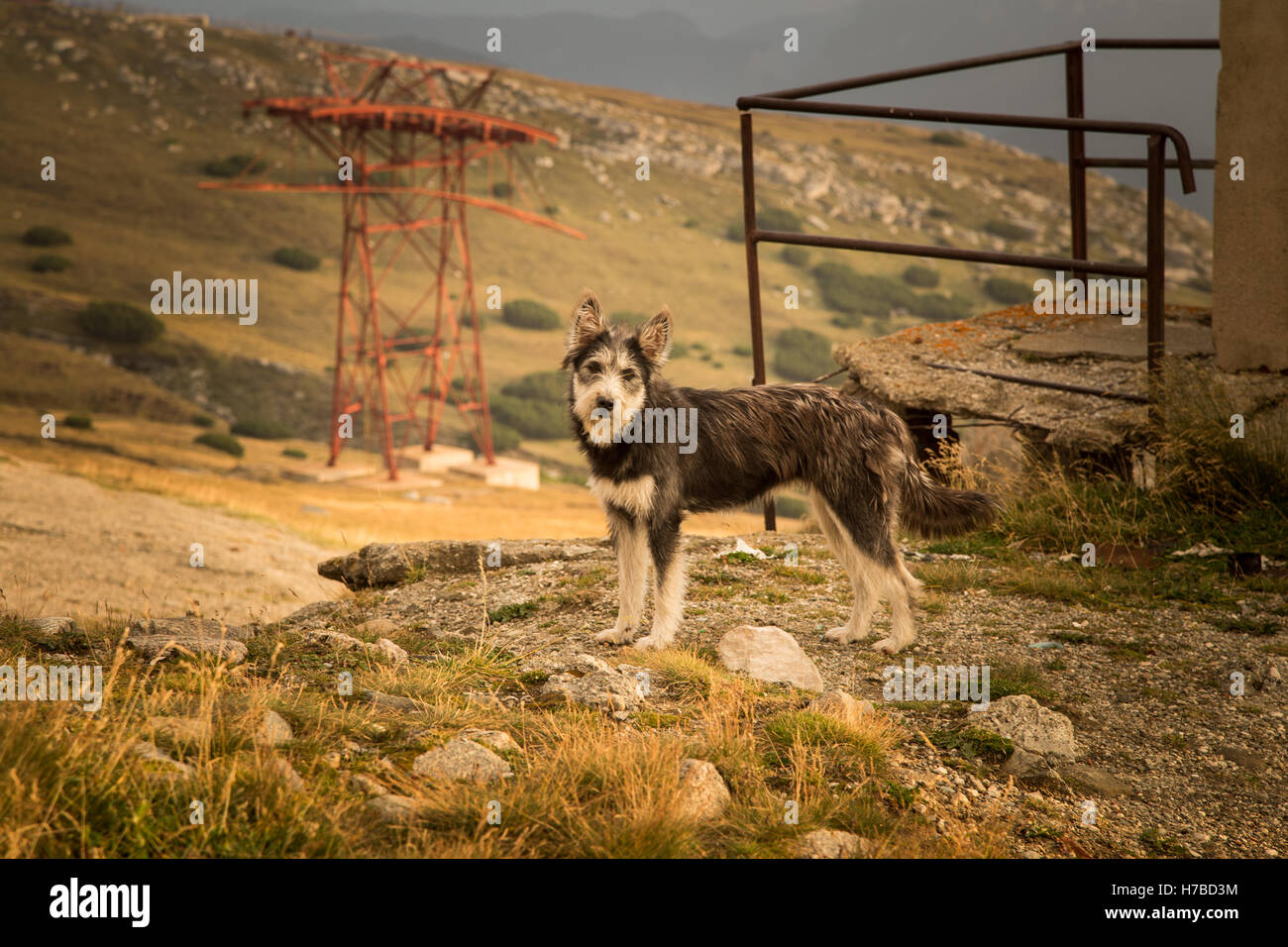 Portrait of a shepherd dog in a Carpathian landscape Stock Photo