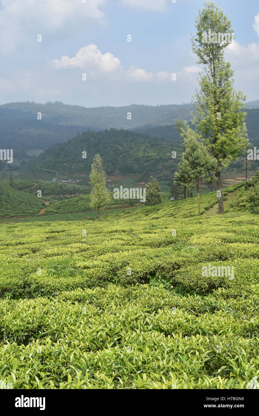 Tea gardens, South India Stock Photo
