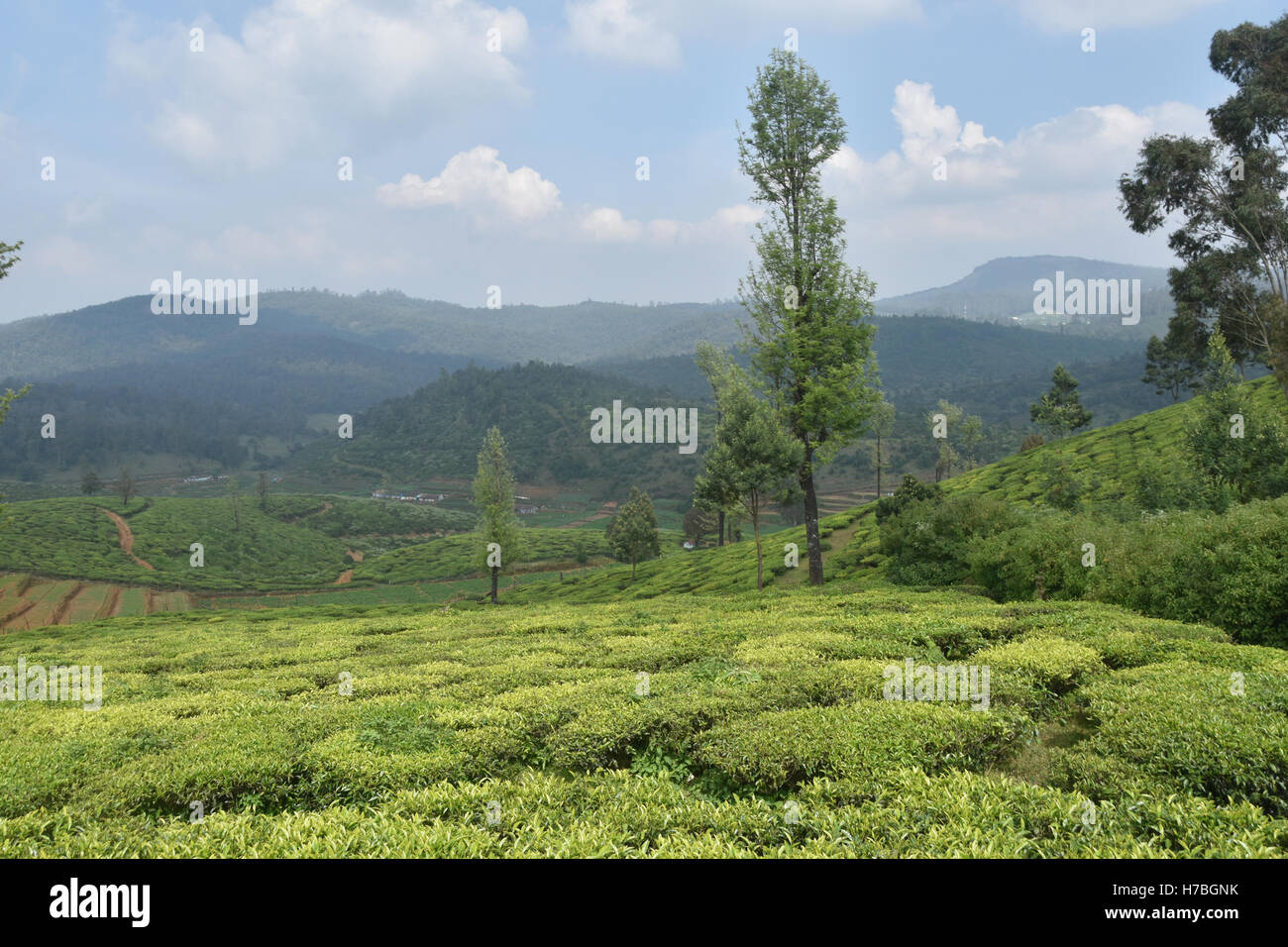 Tea gardens, South India Stock Photo - Alamy