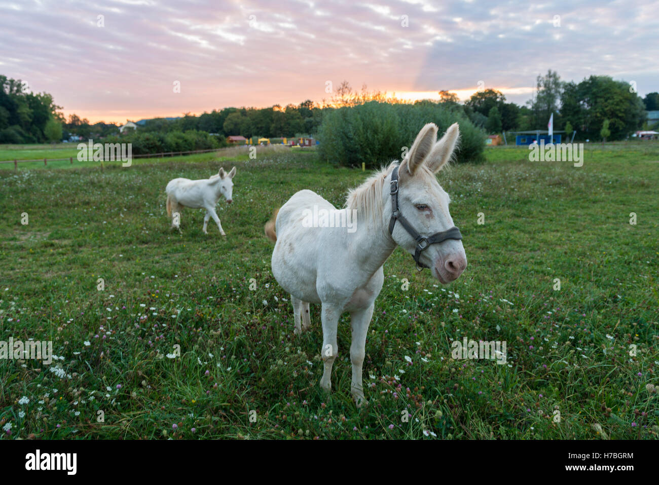 Austrian-Hungarian White Donkeys, Weißer Barockesel Stock Photo