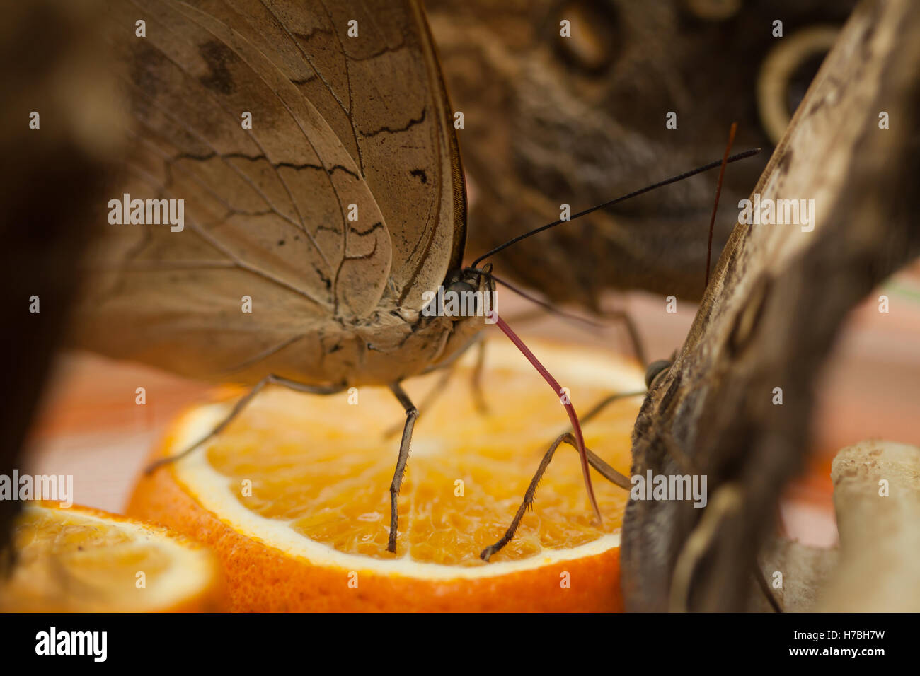 Tropical Butterflies drink the juice Stock Photo Alamy