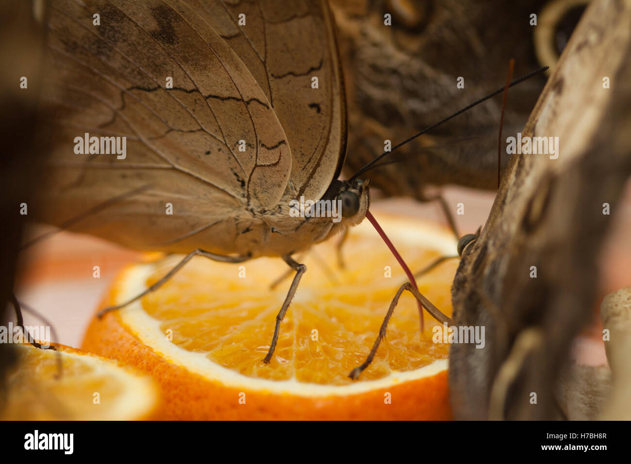 Tropical Butterflies drink the juice Stock Photo Alamy