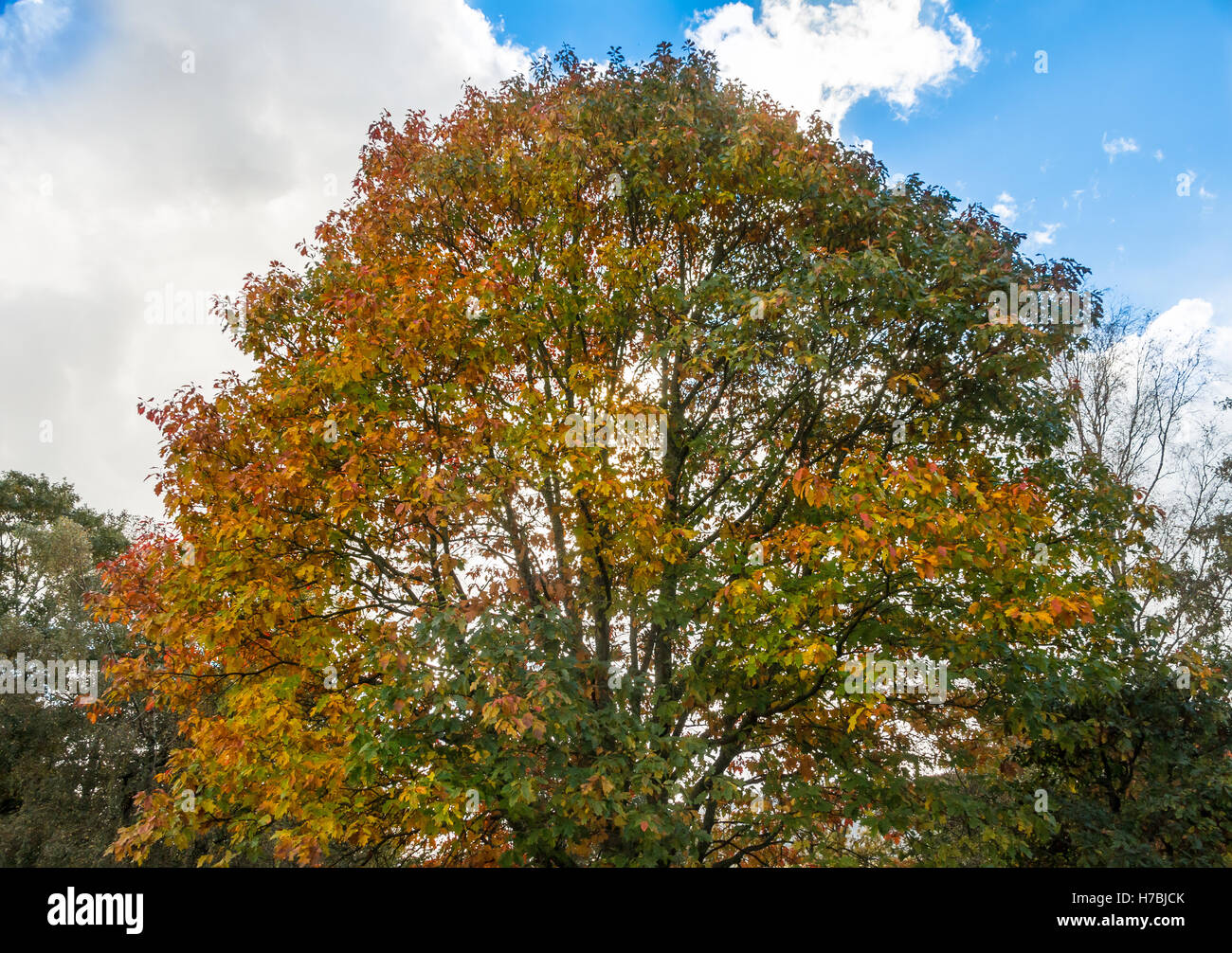 Trees and autumn colours Stock Photo - Alamy