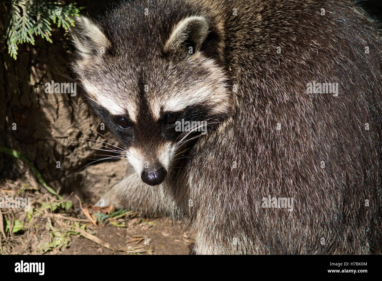 Normal Looking Racoon Closeup on a Racoon Stock Photo - Alamy