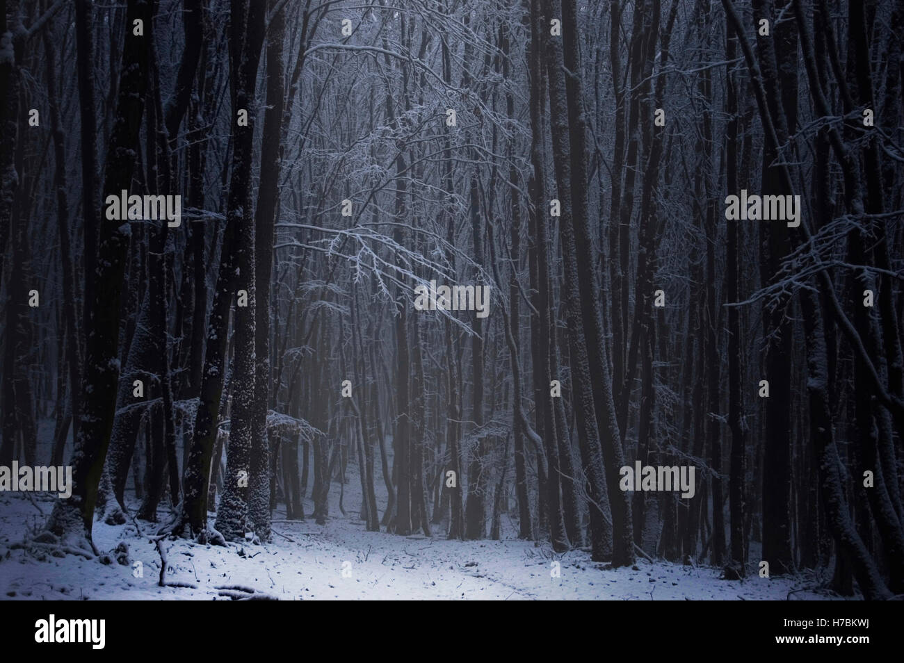 Dark Winter Night In Forest Stock Photo Alamy