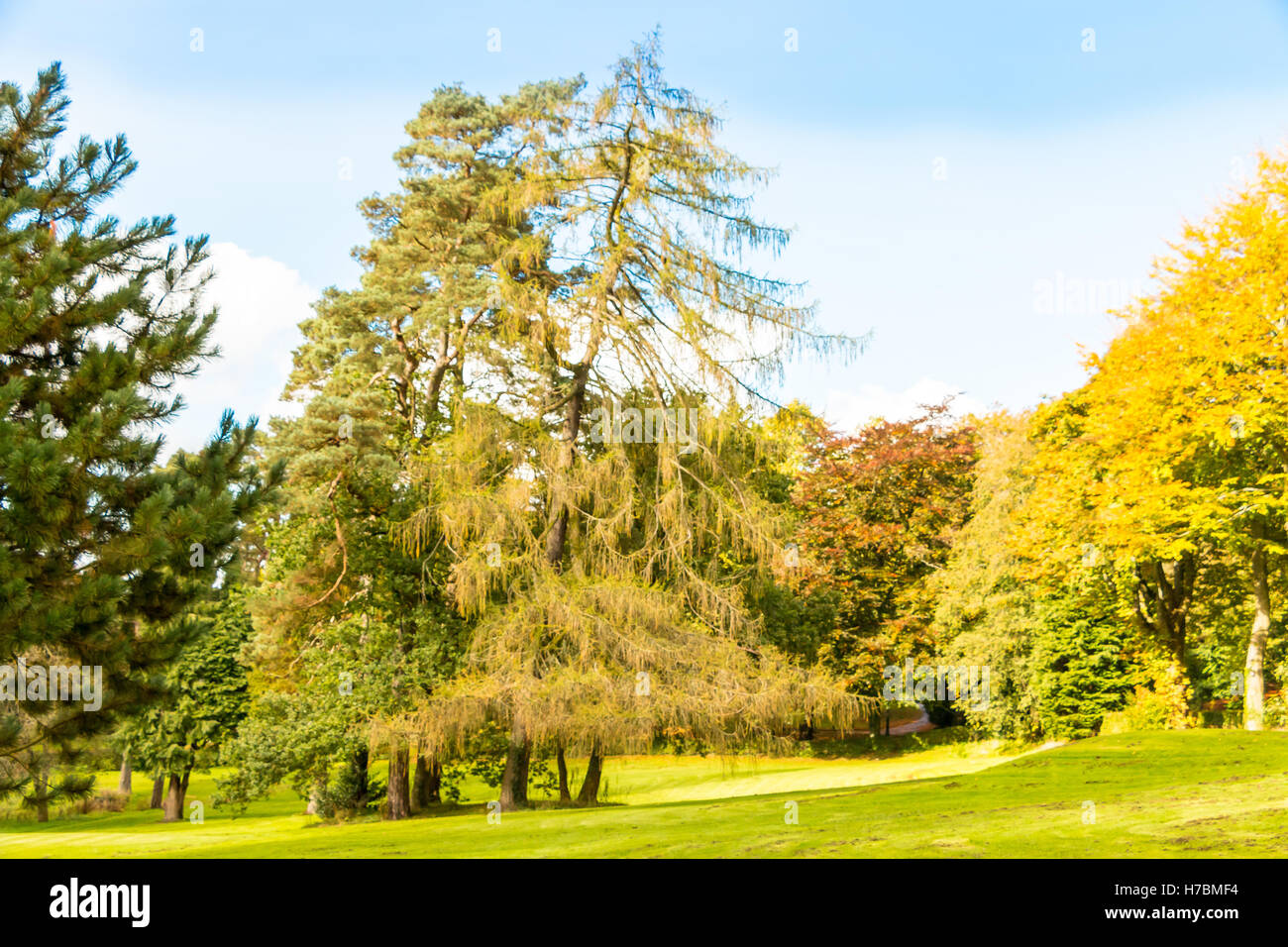 Trees and autumn colours Stock Photo - Alamy