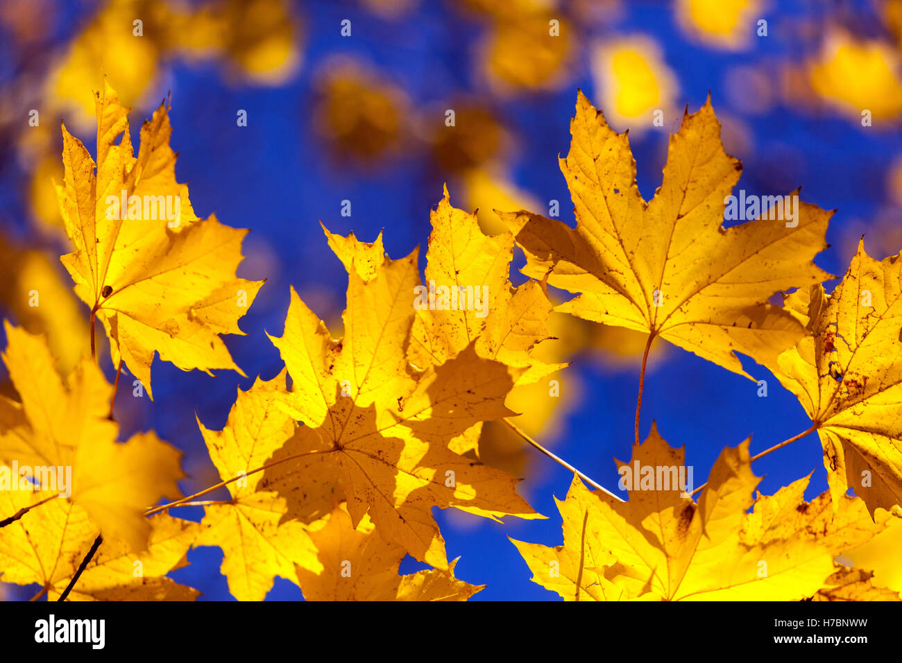 Yellow maple leaves Norway maple Leaves sunlight autumn Stock Photo