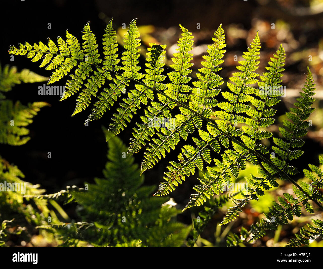 emerald green fern frond glowing in dark woodland setting Stock Photo ...