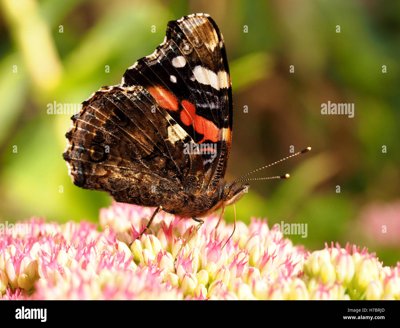 large freshly emerged painted lady butterfly (Vanessa cardui) with closed wings feeding on nectar of Stonecrop Sedum spectabile Stock Photo