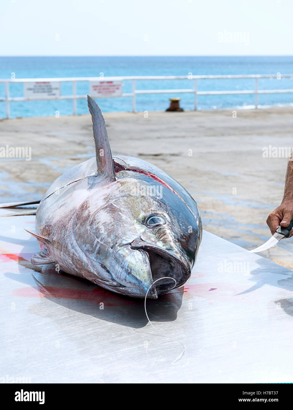 Landed tuna hi-res stock photography and images - Alamy