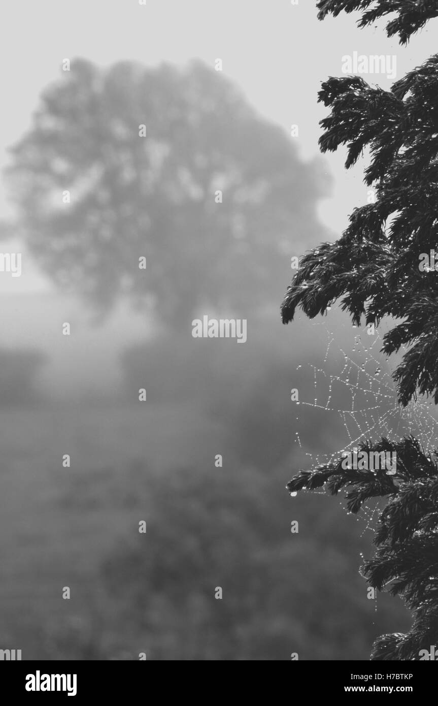 A misty morning with dew dripping off a spider web and tree just visible through the fog in the valley beyond Stock Photo