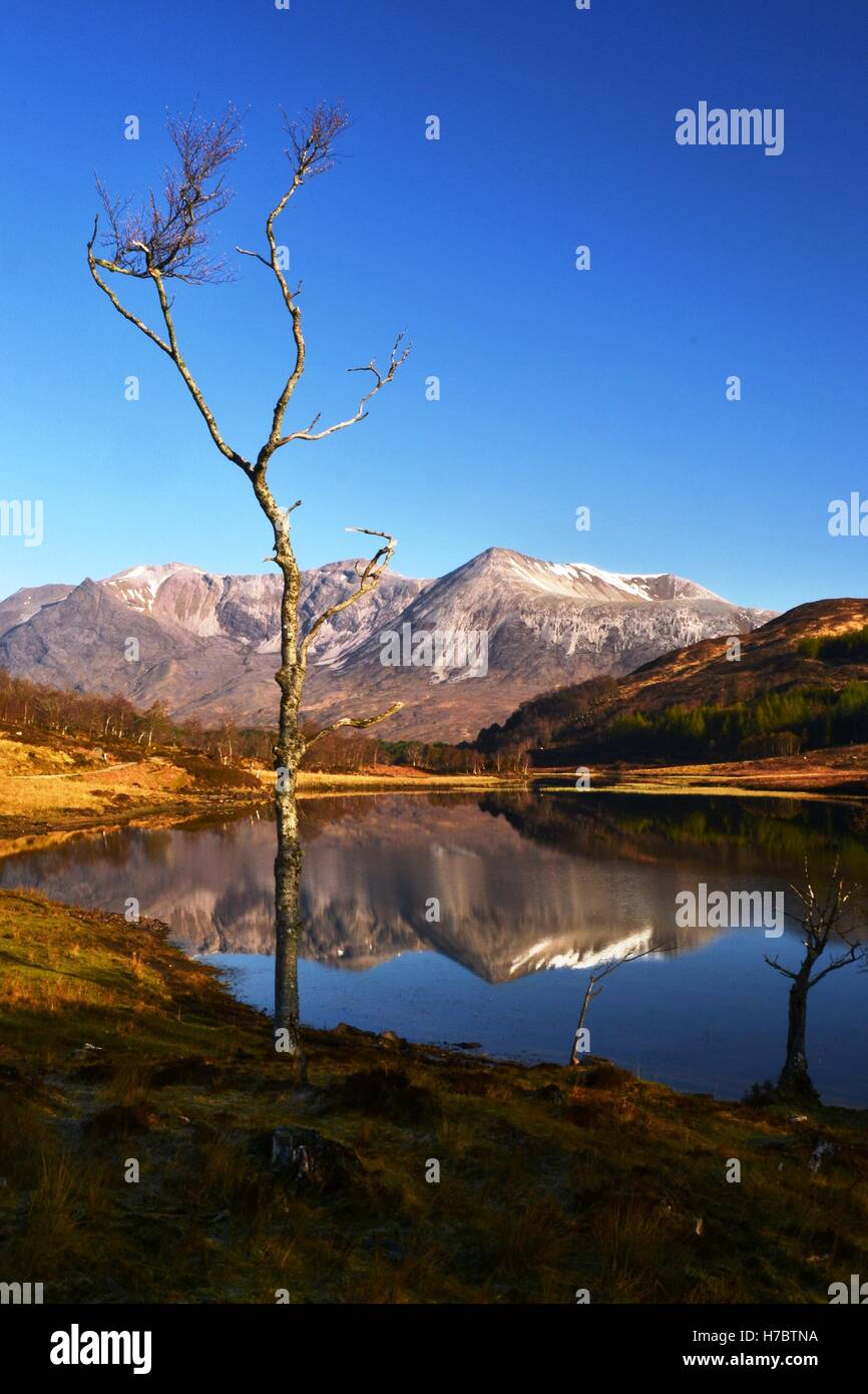 A lone tree on the edge on Loch Coulin with Beinn Eighe mountain range in background Stock Photo