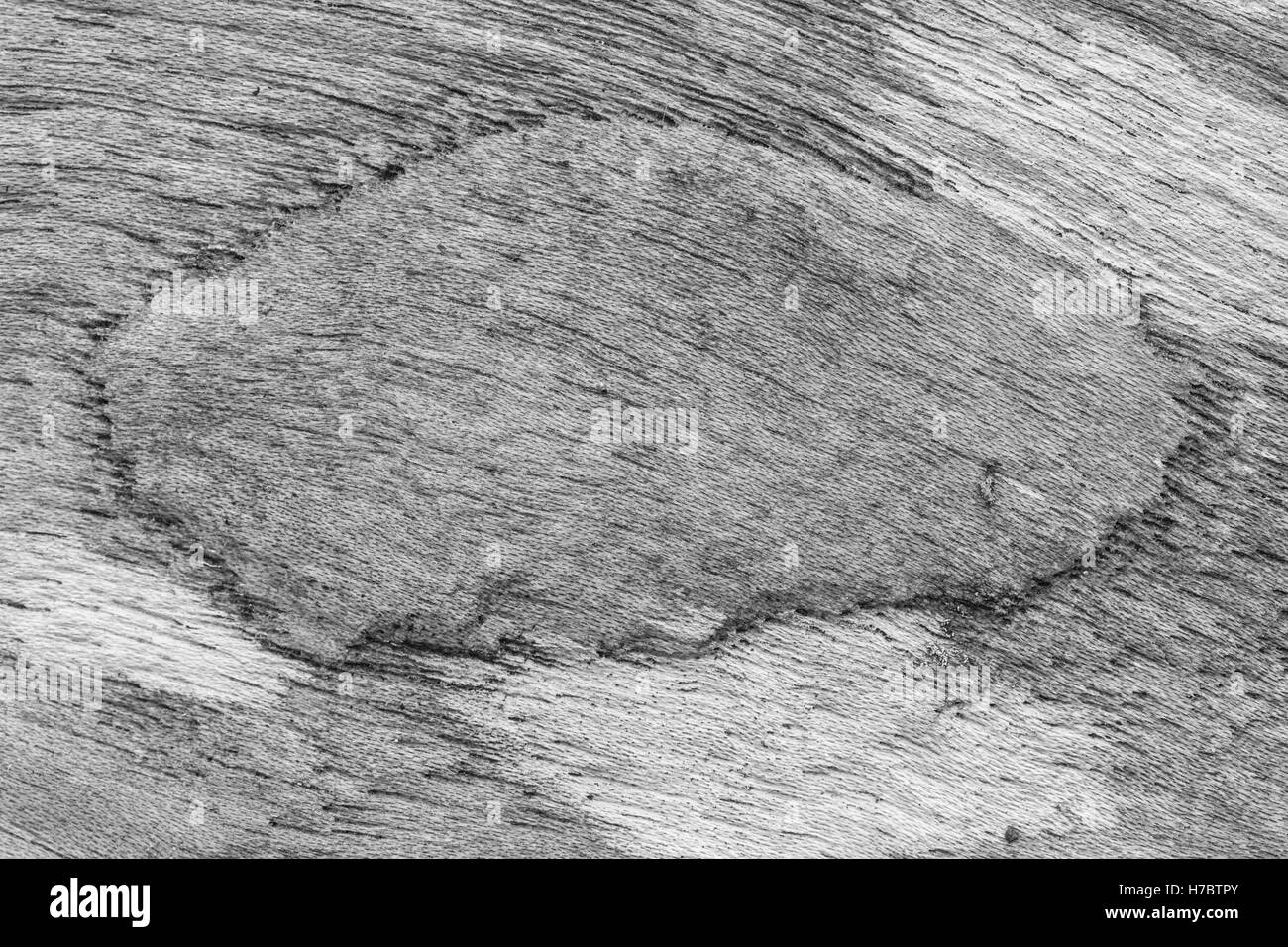 texture of bark wood use as natural background, black and white tone Stock Photo