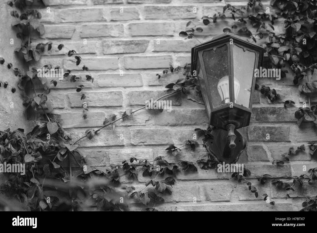 old lamp on the wall, retro background and Green Creeper Plant growing on a brick wall, black and white tone Stock Photo