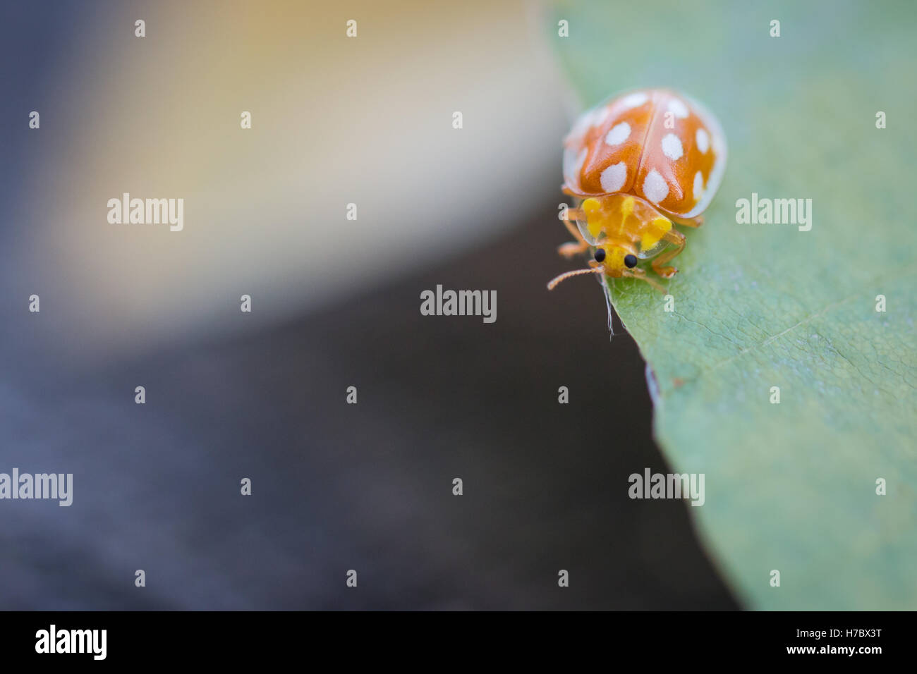 Macro image of an orange ladybug on a leaf Stock Photo