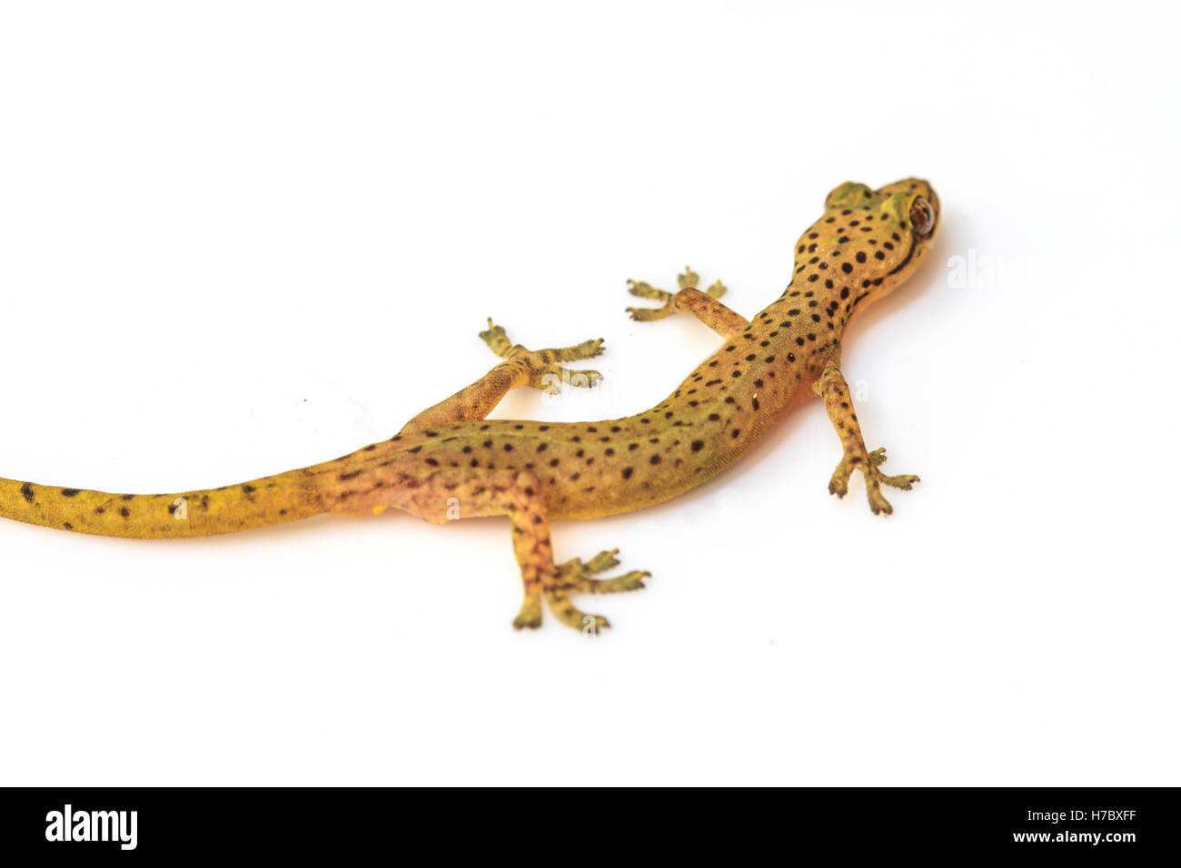 Gecko lizard from trpical forest isolated on white background, Hemiphyllodactylus sp Stock Photo