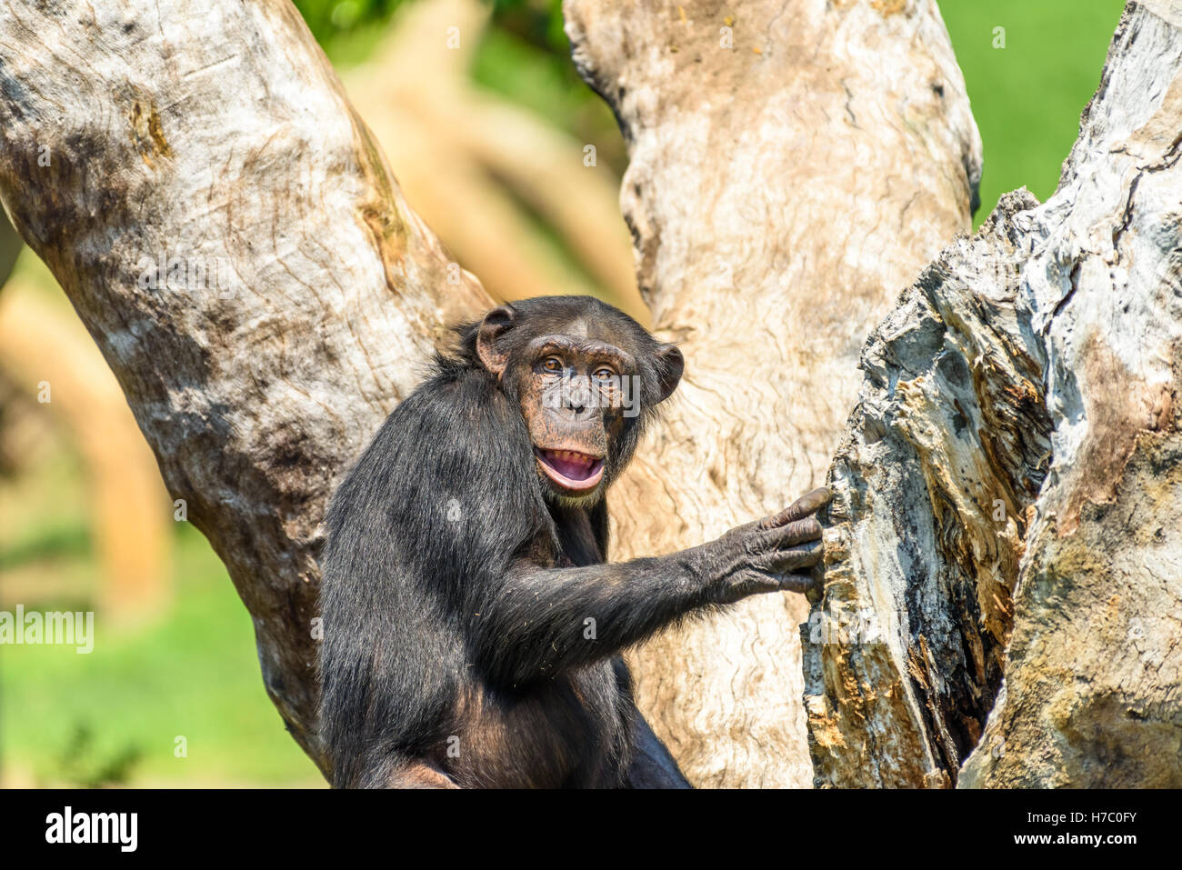 African Chimpanzee In Tree Portrait Stock Photo - Alamy