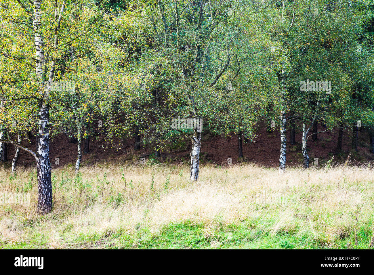 Autumnal silver birch trees, Betula pendula, in the Forest of Dean, Gloucestershire. Stock Photo