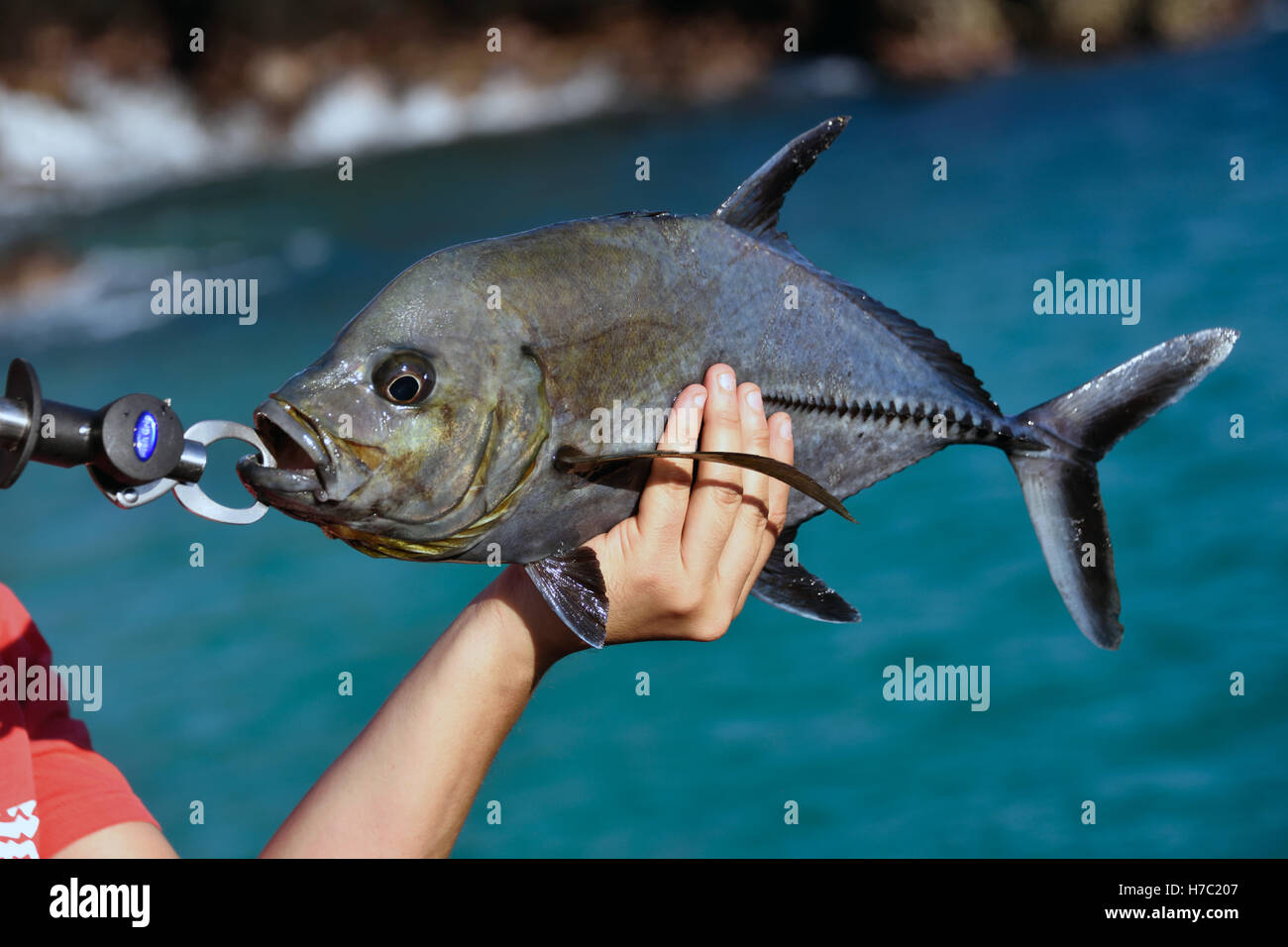 Black Jack Is A Large Tropical Fish