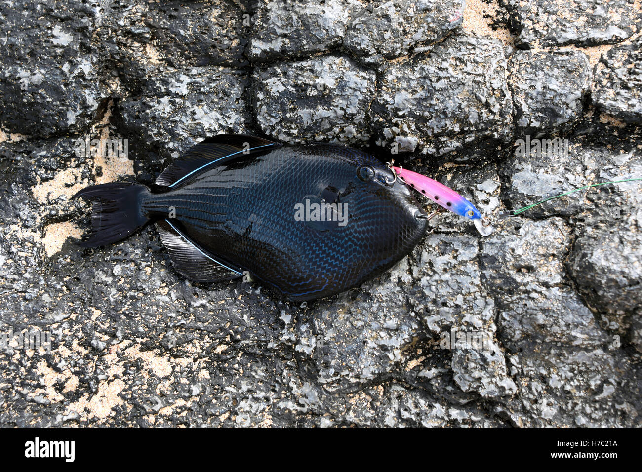 A Black Triggerfish (Melichthys niger) caught from the beach in Comfortless Cove on Ascension Island Stock Photo