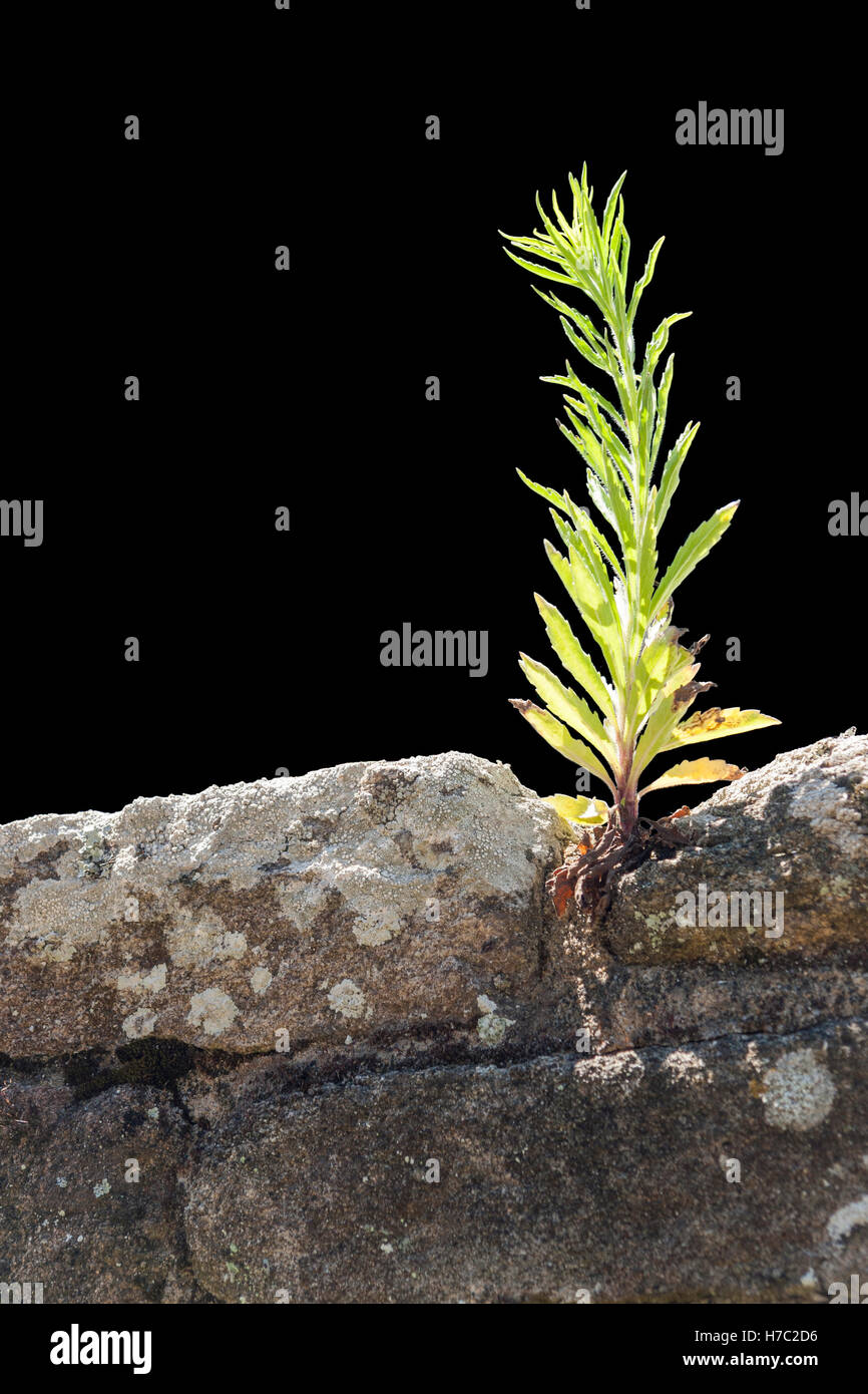 sunny illuminated plant on a stone wall in black back Stock Photo - Alamy