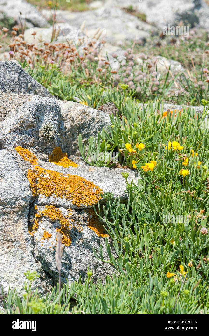 breton landscape detail including a pebble overgrown with lichen, some grass and flowers Stock Photo