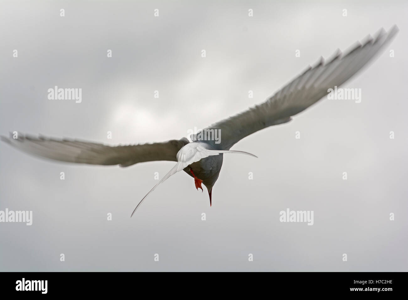 An Arctic tern landing on the Isle of May, Scotland Stock Photo