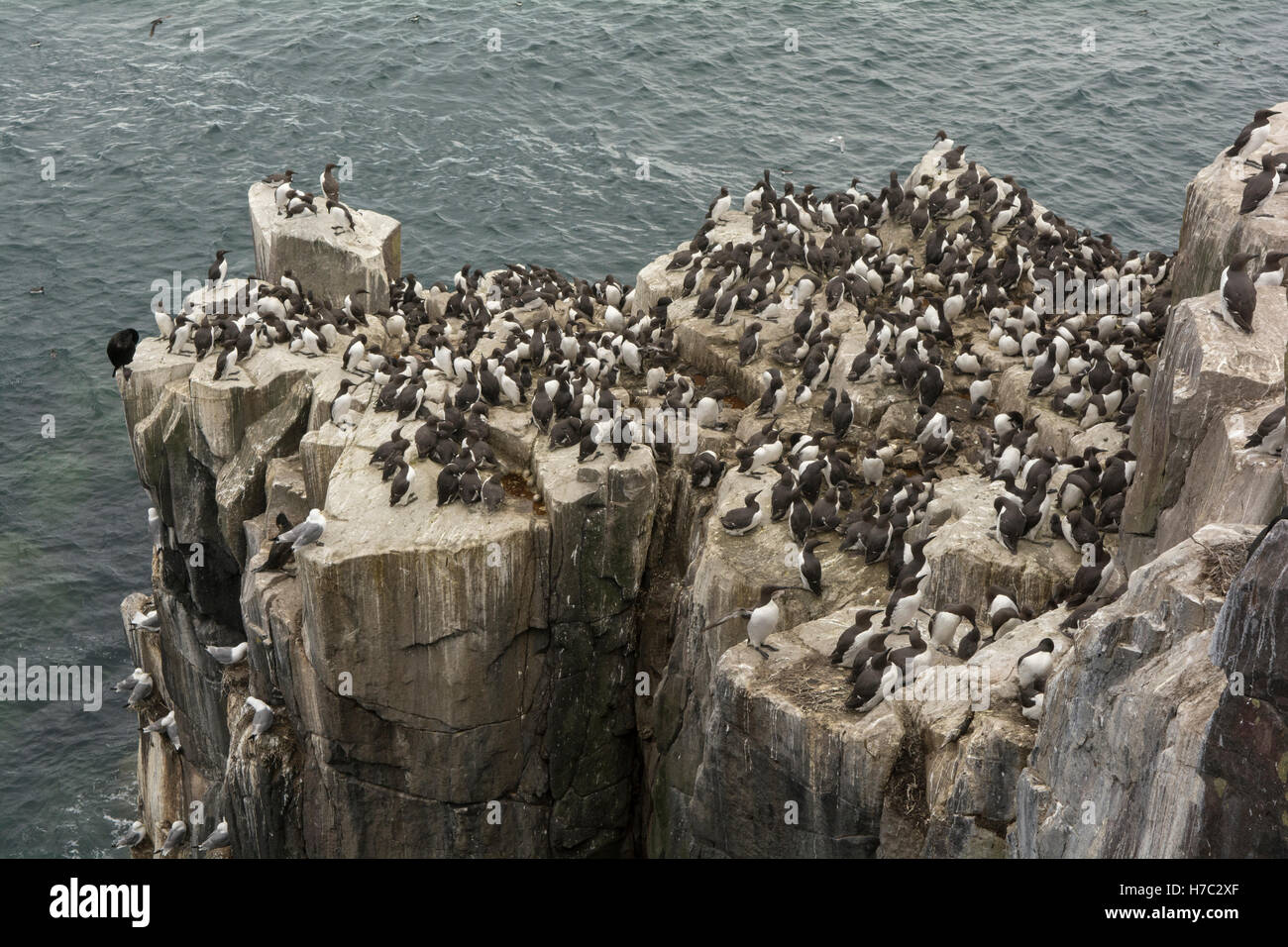 Guillemots nesting in a colony on rocky cliffs on the Farne Islands, Northumberland England Stock Photo