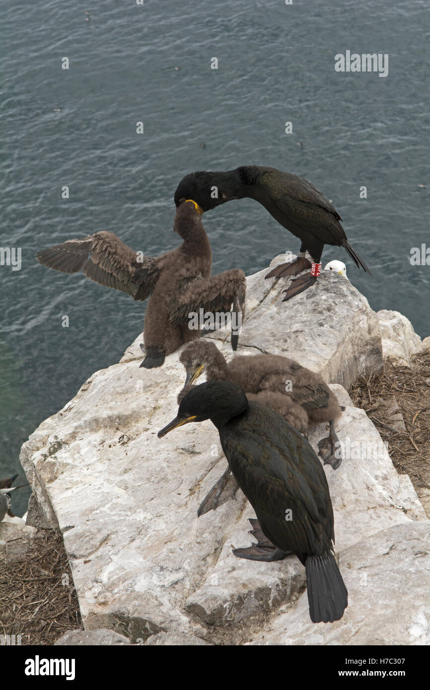 Adult shags with young on rocky cliffs on the Farne Islands, Northumberland England shags adults juveniles chicks young Stock Photo