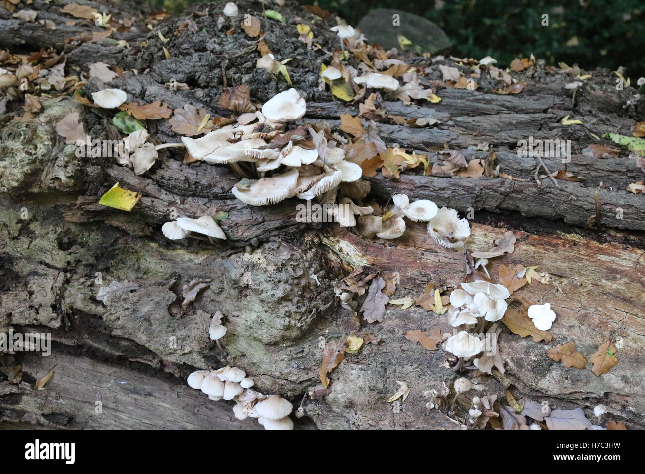 Fungi on a fallen tree trunk Stock Photo - Alamy