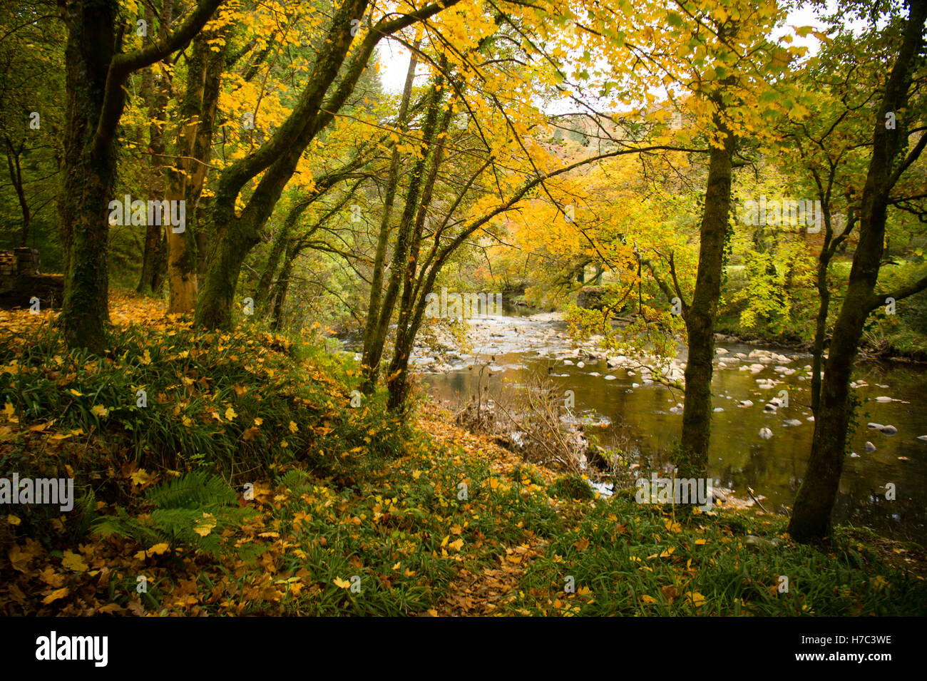 The river Mawddach flowing amongst the autumn colours and fallen leaves in Tyn y Groes forest park, near  Dolgellau , Snowdonia National Park, Wales UK October 2016 Stock Photo