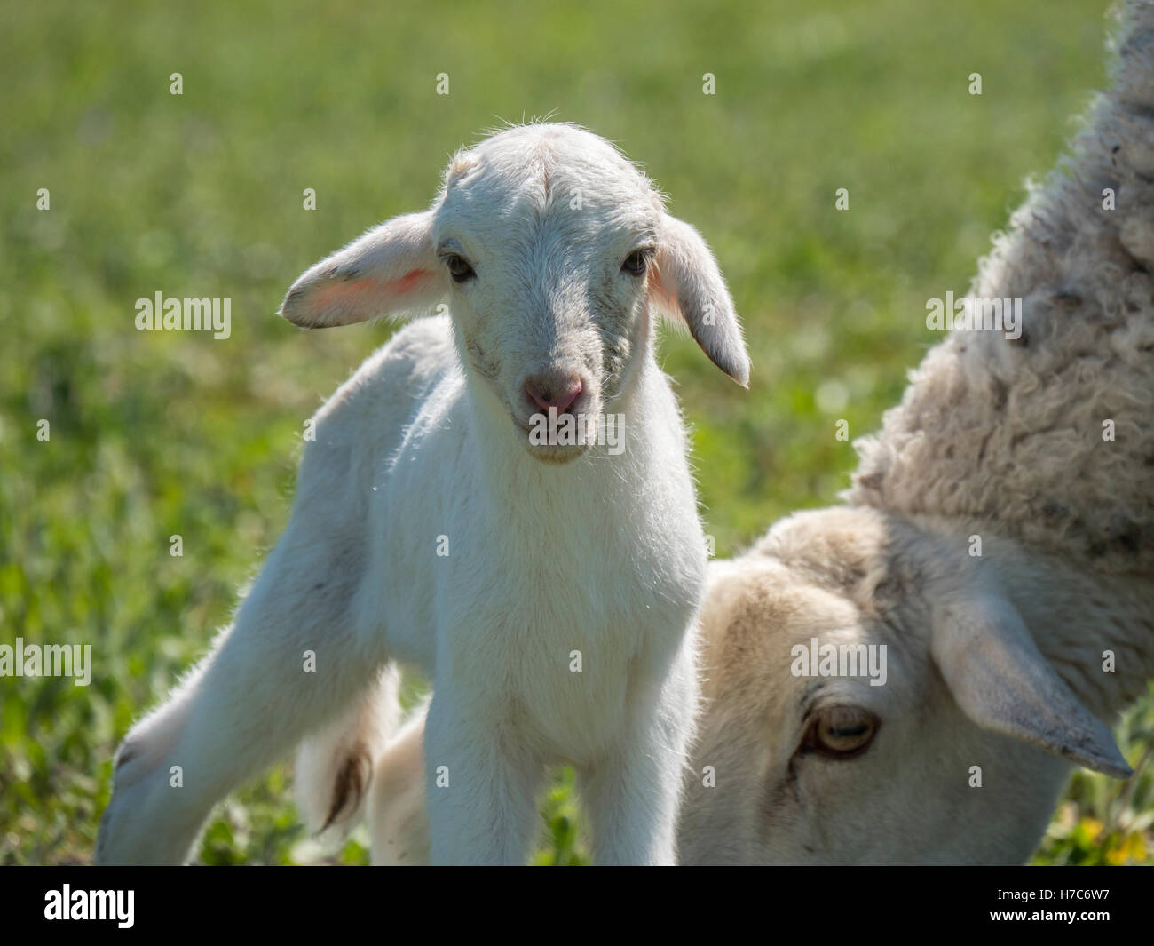 Newborn lamb with his mother in a meadow Stock Photo - Alamy