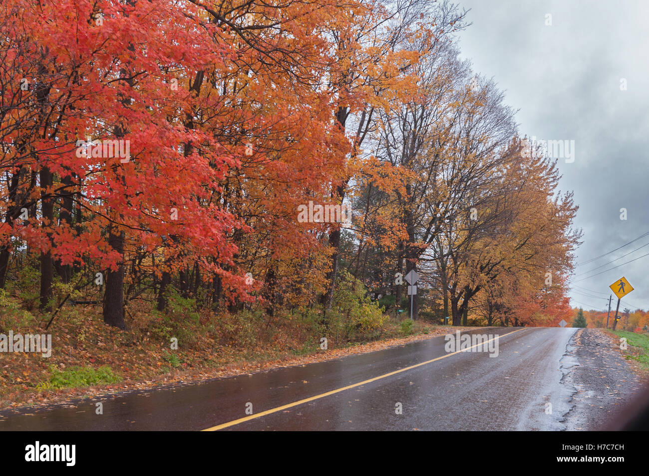 Maple tree line country road Stock Photo - Alamy