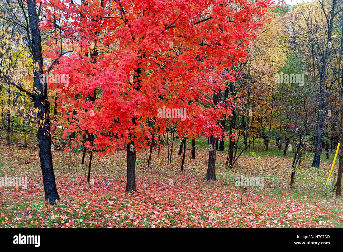 Red leaves on maple tree Stock Photo
