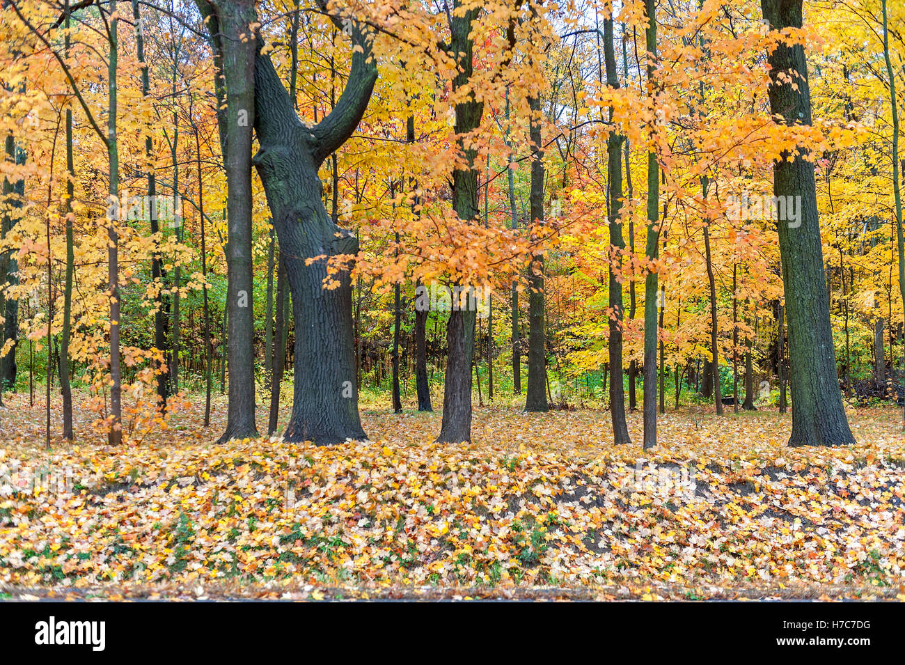 Forest in Autumn Stock Photo - Alamy