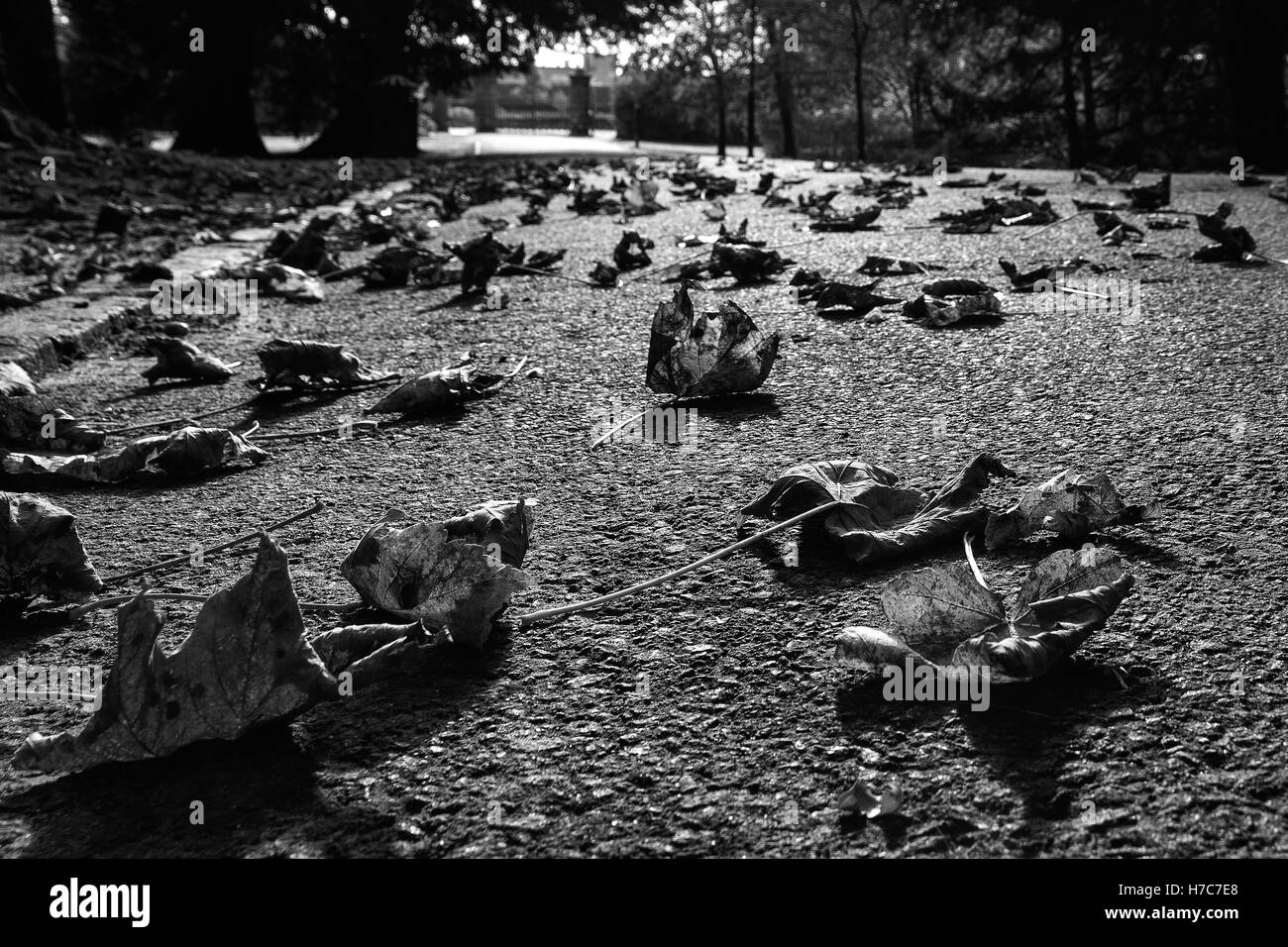 Empty park scene Black and White Stock Photos & Images - Alamy