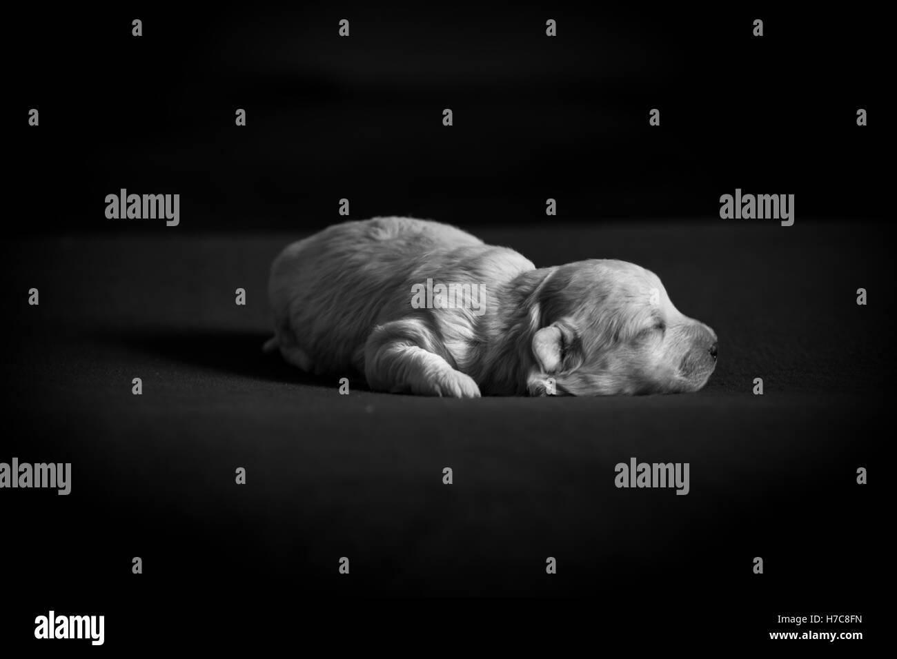 Sleeping Puppy Stock Photo