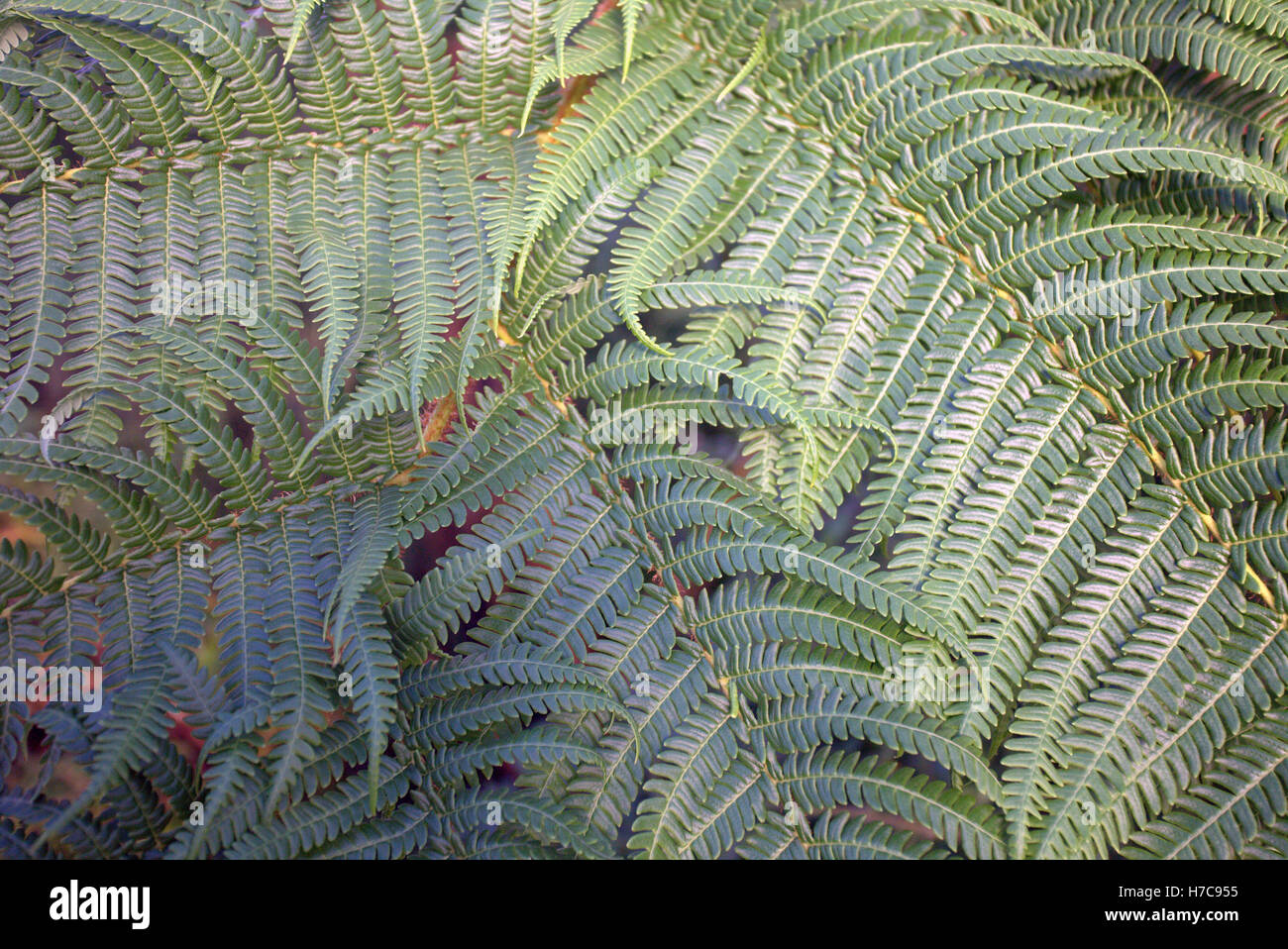 Ferns Backgrounds High Resolution Stock Photography and Images - Alamy