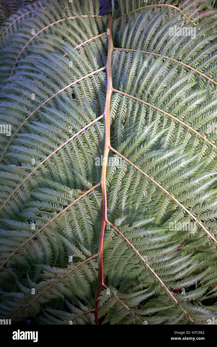 Abstract leaf backgrounds green ferns stalk tropical Stock Photo