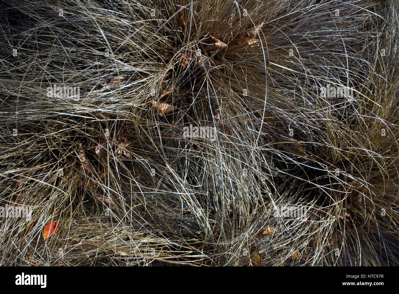 Abstract grass backgrounds on the forest floor Stock Photo