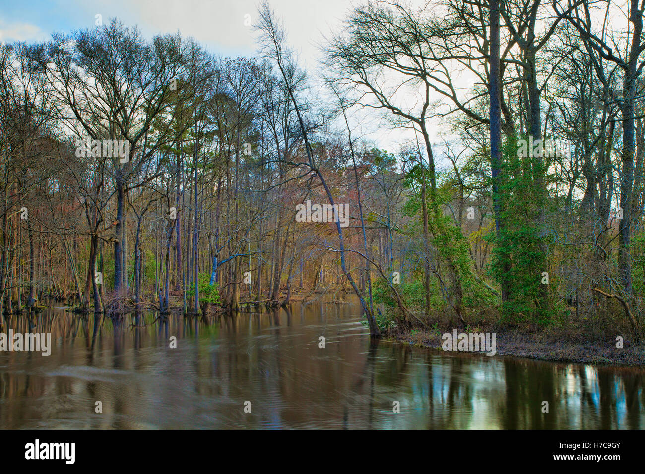 Lumber River in North Carolina running through the forest in the