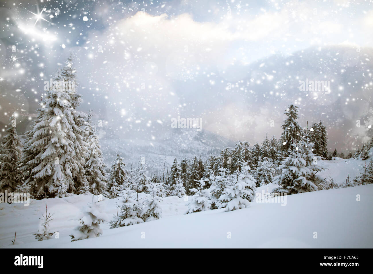 Snowfall in the mountain pine forest - Christmas background Stock Photo ...