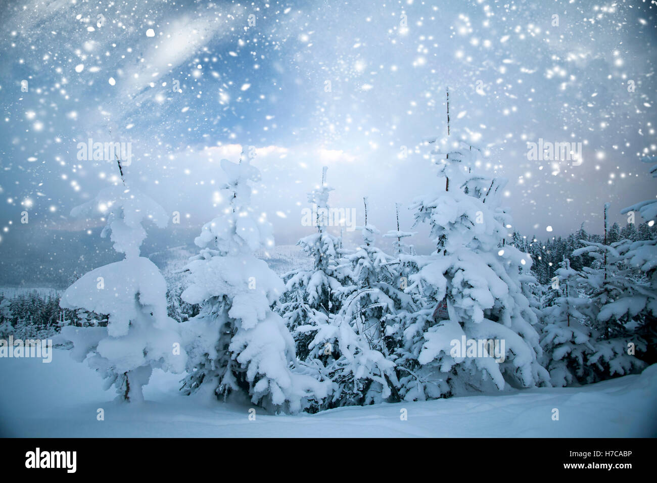 Snowfall in the mountain pine forest - Christmas background Stock Photo ...