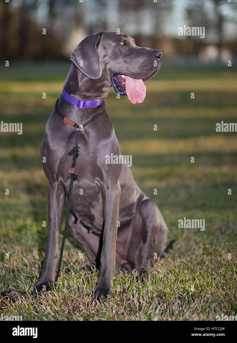 Female purebred great dane sitting hi-res stock photography and images