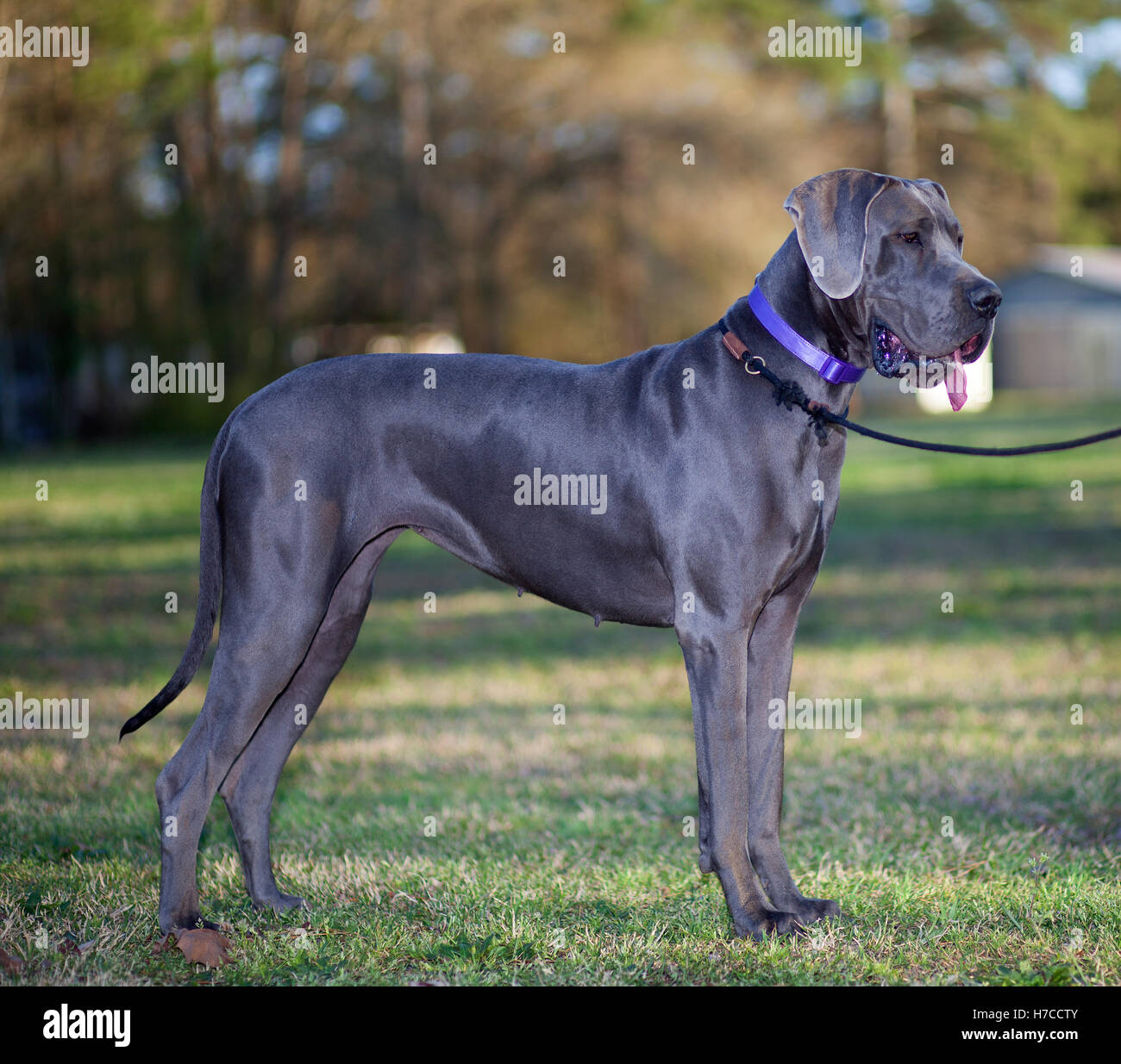 Gray great dane hi res stock photography and images Alamy