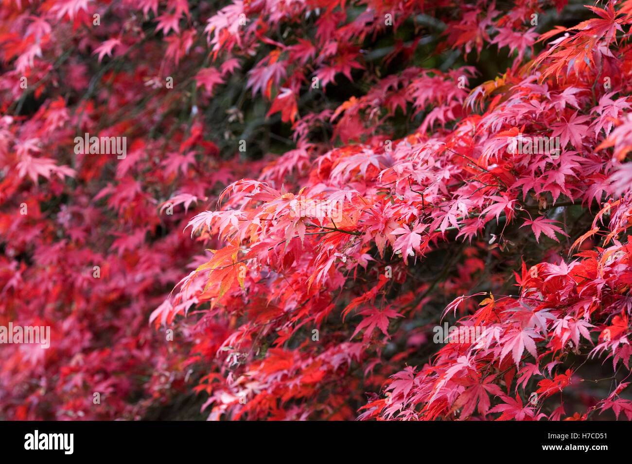Acer palmatum leaves in Autumn. Stock Photo