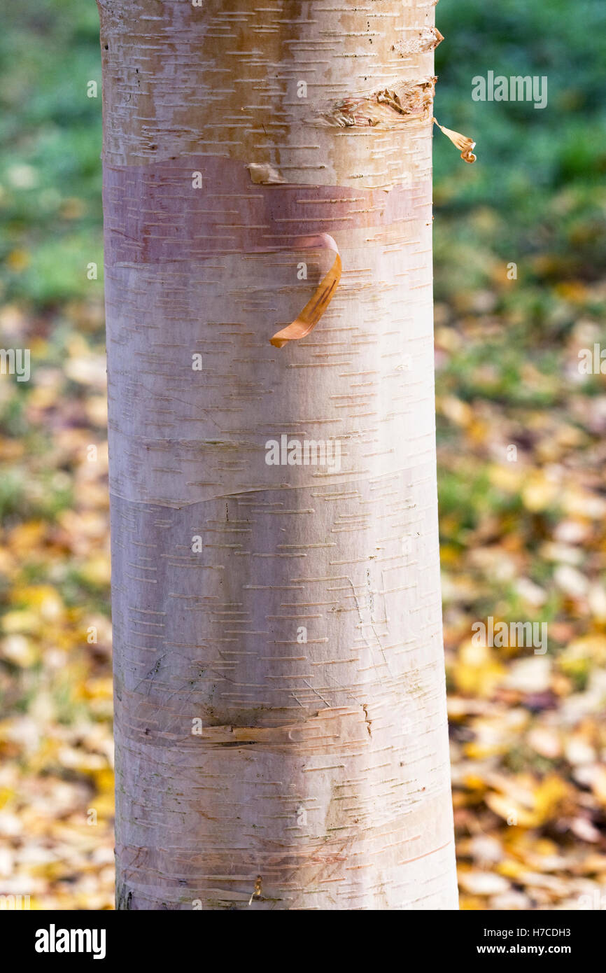 Betula albosinensis 'Hergest'. Stock Photo